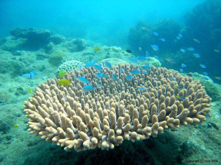 Acropora millepora on the Great Barrier Reef, November 2008